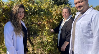 Manisa Alaşehir'de iki üzüm çeşidinin genomu uluslararası veri tabanına kaydedildi