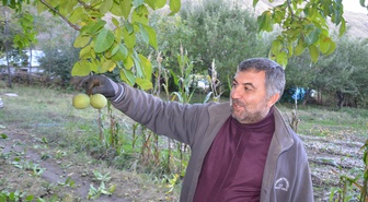 Muş'ta ceviz hasadı başladı, 5 bin dönümde 1100 ton üretim yapılıyor