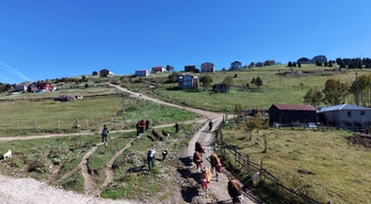 Trabzon Akçaabat'ta yaylacılar süsledikleri hayvanlarla Kayabaşı Yaylası'ndan döndü