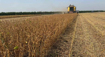 Adana'da 2026 soya hasadında biçerdöver ücretleri düz 350, kırıcılı 370 TL oldu