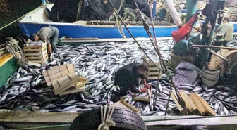 Amasra'dan açılan balıkçılar Cide'de 3 saatte 15 bin palamut avladı