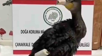 Çanakkale'de kanadına olta misinası dolanan karabatak tedavi edilip doğaya salındı