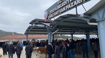 Kastamonu'nun Tosya ilçesinde şap nedeniyle canlı hayvan pazarı kapatıldı