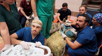 MAKÜ'de retina sorunu olan 7 yaşındaki güreş devesine kök hücre tedavisi başlatıldı