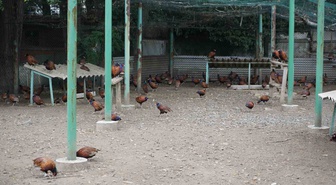 Samsun'da kahverengi kokarcaya karşı bu yıl 3 bin 500 sülün doğaya salındı