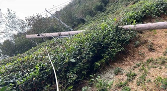 Artvin'de kuvvetli rüzgâr ağaçları devirdi, üç ilçede maddi hasara yol açtı
