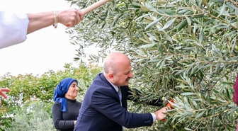 Aydın Valisi Varol, Dünya Kadın Çiftçiler Günü'nde zeytin hasadına katıldı