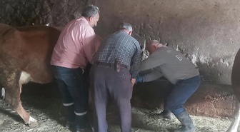 Bayburt Aydıntepe'de Tarım ekipleri yavru atık bildirimi sonrası küpe kontrolü yaptı