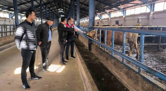 Bayburt'ta 240 büyükbaş kapasiteli işletmeyi İl Tarım ve Orman Müdürü ziyaret etti