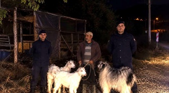 Bilecik Söğüt'te jandarma devriyesi kayıp 5 küçükbaş hayvanı buldu