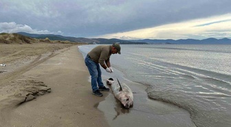 Kuşadası Körfezi'nde 3 yunus ölü bulundu! Balıkçı ağlarına takılmış olabilirler
