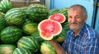 Gaziantep Araban'da 5 bin dönümde güz karpuzu hasadı sürüyor