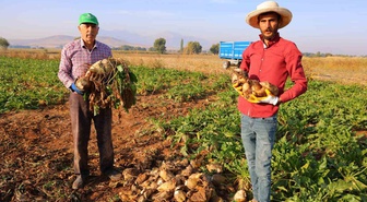 Kahramanmaraş Elbistan'da şeker pancarı hasadı başladı, 500 bin tona yakın rekolte bekleniyor