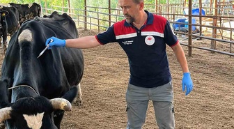 Ortaca Güzelyurt'ta büyükbaşlara Şap, dişi sığırlara Brucella aşısı uygulandı