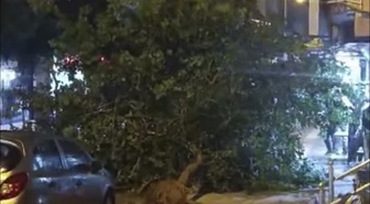 Siirt'te fırtınada ağaçlar devrildi, yetkililer dışarı çıkmayın uyarısında bulundu
