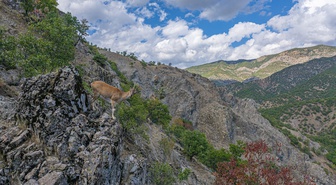 Tunceli'deki Munzur Çayı'nda kırmızı benekli alabalık avlanma yasağı uygulanıyor