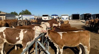 Yozgat'ta şap nedeniyle kapatılan hayvan pazarları Sorgun hariç yeniden açıldı