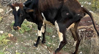 Batman Gercüş'te pikap büyükbaş hayvana çarptı, hayvan yaralandı