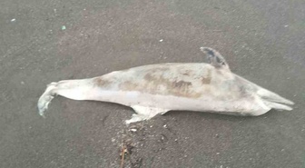 Düzce Akçakoca'da fırtına ve dalgalar Çuhallı Plajı'na ölü yunus sürükledi