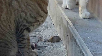 Edirne'de tekir kedi, fareyi diğer kediden korumak için dakikalarca nöbet tuttu