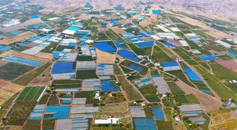 Elazığ'da üzüm üreticileri erken yağışa karşı 80 bin tonluk rekolteyi brandalarla korudu