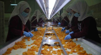 Malatya kuru kayısısında Ağustos-Eylül ihracat geliri 46 milyon doları aştı