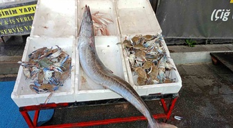 Mersin açıklarında 12 kilogramlık ceylan balığı 5 yıl sonra yakalandı