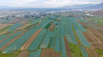 Muş Ovası'nda 4 bin dekarda lahana hasadı başladı, 13 bin 668 ton ürün bekleniyor
