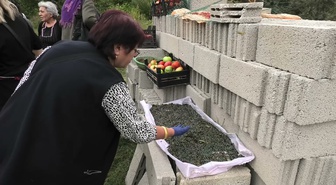 Yozgat'ta doğal yetişen menengiç toplanıp kahve ve çerez olarak tüketiliyor
