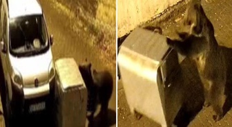 Şehir merkezine inen ayı çöp konteynerini arabaya itti
