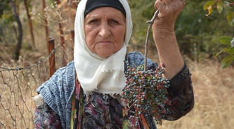 Manisa Demirci'de 78 yaşındaki Zeynep Sönmez, çitlembik toplama geleneğini sürdürüyor