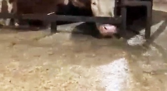 Sakarya Karasu'da sel sularına dolan ahırda onlarca büyükbaş hayvan mahsur kaldı