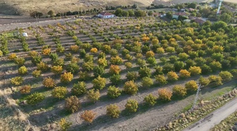 Yozgat'ta ceviz hasadı başladı, üretici fiyatların geçen yılla aynı olduğunu söyledi