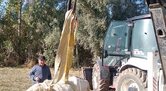 Afyonkarahisar Çobanlar'da kuyuya düşen büyükbaş, iş makinesiyle kurtarıldı