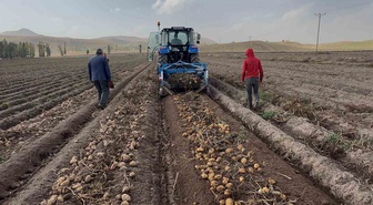 Ağrı Patnos'ta 450 dönümlük arazide patates hasadı sürüyor, 1.500 ton ürün bekleniyor
