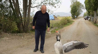 Gümüşhane Kelkit'te sürüden dışlanan kaz, 65 yaşındaki İsmail Gürbüz'ü sahiplendi