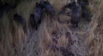 Tunceli Çemişgezek'te domuz sürüsü dronla kaydedildi, çiftçiler endişeli