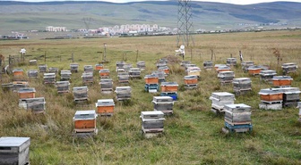 Ardahan’da arıcılar kış bakımına başladı, 2026’da kovan başına 5 kilo bal alındı