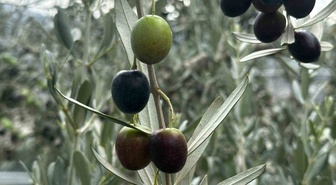 Bursa'da 290 bin ton zeytin rekoltesi beklenirken Gemlik'te 65-70 bin ton öngörülüyor