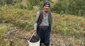 Diyarbakır Çüngüş'te aronya hasadı başladı, kilosu 350-400 liradan satılıyor