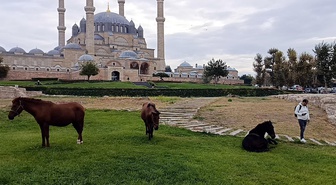 UNESCO mirası Selimiye Meydanı'nda başıboş at sürprizi