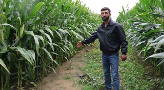 Elazığ'da sel, Yünlüce'de 300 dönümlük silajlık mısır tarlasını su altında bıraktı