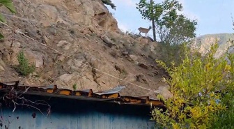 Erzurum İspir'de Melek Erdoğan, çatısına gelen dağ keçilerini elleriyle besliyor
