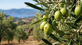 Salihli İlçe Tarım Müdürlüğü 20 Ekim'e kadar zeytin sineğine karşı üreticileri uyardı
