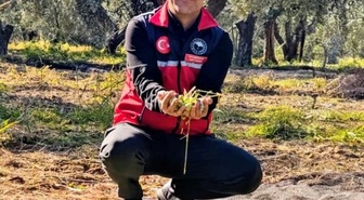 Balıkesir Gömeç'te zeytin hasadı sürerken İlçe Tarım Müdürü bereketli sezon diledi