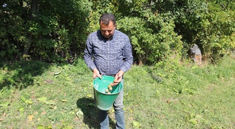 Iğdır'da 1200 dekarı aşkın alanda ceviz hasadı sürüyor, 250 tonu aşan ürün bekleniyor