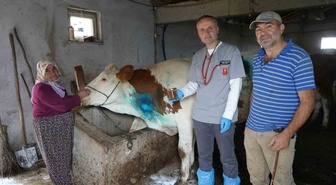 Kastamonu Küre'de yemek borusuna armut kaçan gebe inek ameliyatla kurtarıldı