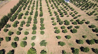 Muğla'da avokado üretim alanı 843 dekara, yıllık rekolte 506 tona ulaştı