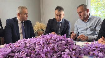 Safranbolu'da safran hasadı sürüyor! Kilosu 800 bin TL'den satışa sunuldu