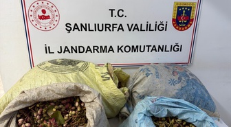 Şanlıurfa Ceylanpınar'da 75 kilo fıstık çaldıkları iddiasıyla 4 kişi gözaltına alındı